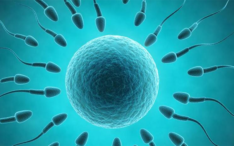 IVF: What Is It That Nobody Tells Me?